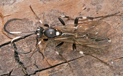 Stenichneumon