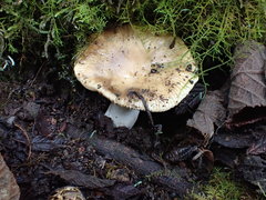 Russula neerimea