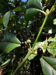 Ronabea latifolia