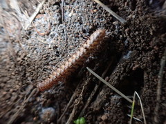 Harpogonopus confluentus