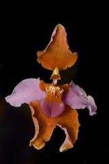 Cyrtochilum volubile