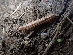 Harpogonopus confluentus
