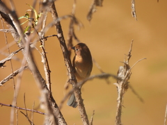 Passerina versicolor