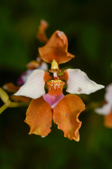 Cyrtochilum volubile