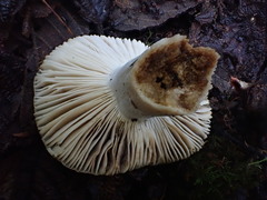 Russula neerimea