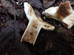 Russula neerimea