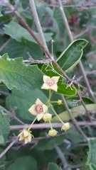 Vincetoxicum indicum
