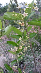 Vincetoxicum indicum
