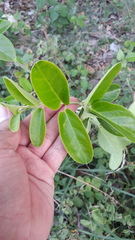 Vincetoxicum indicum