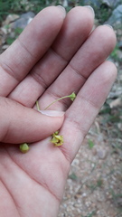 Vincetoxicum indicum