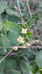 Vincetoxicum indicum