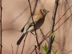 Passerina versicolor