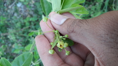 Vincetoxicum indicum