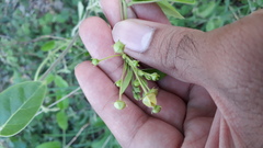 Vincetoxicum indicum