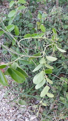 Vincetoxicum indicum