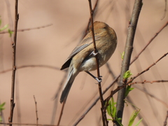 Passerina versicolor