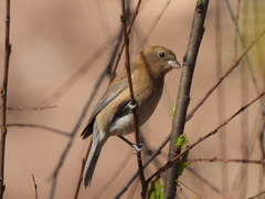 Passerina versicolor