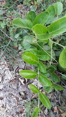Vincetoxicum indicum
