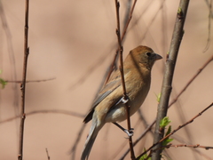 Passerina versicolor