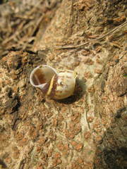 Amphidromus porcellanus