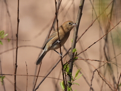 Passerina versicolor