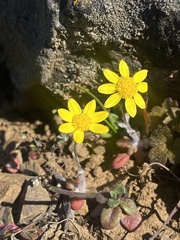 Crocidium