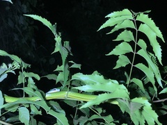 Philothamnus punctatus