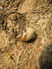 Amphidromus porcellanus