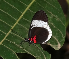Heliconius sapho sapho