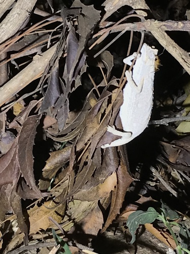 Kenya leaf chameleon, Rieppeleon kerstenii