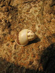 Amphidromus porcellanus