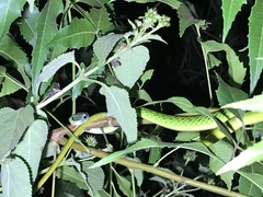 Philothamnus punctatus