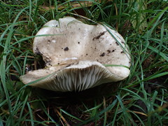 Russula marangania