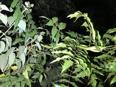 Philothamnus punctatus