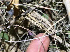 Rieppeleon kerstenii