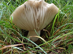 Russula marangania
