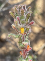 Camissoniopsis hirtella