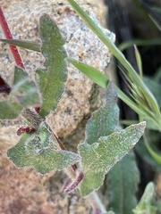 Camissoniopsis hirtella