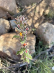 Camissoniopsis hirtella