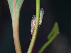 Glycaspis brimblecombei