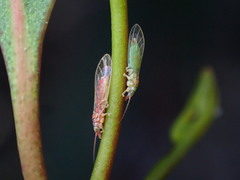 Glycaspis brimblecombei