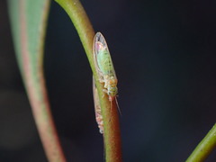 Glycaspis brimblecombei