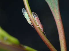 Glycaspis brimblecombei