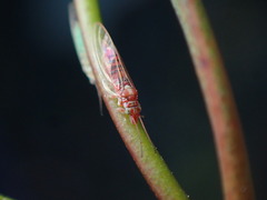 Glycaspis brimblecombei
