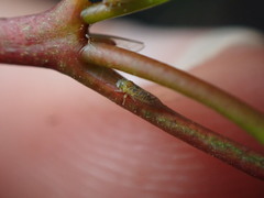 Blastopsylla occidentalis