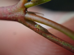 Blastopsylla occidentalis