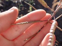 Brassica tournefortii