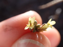 Brassica tournefortii