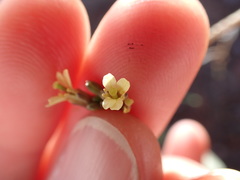 Brassica tournefortii