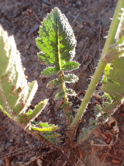 Brassica tournefortii